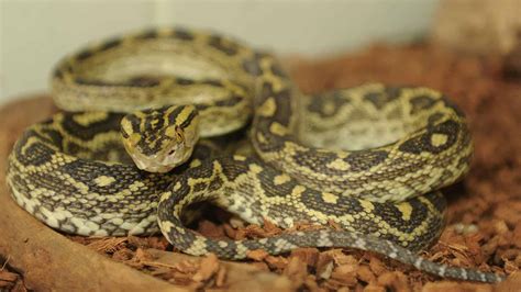 10 Snake Species Native To Japan .